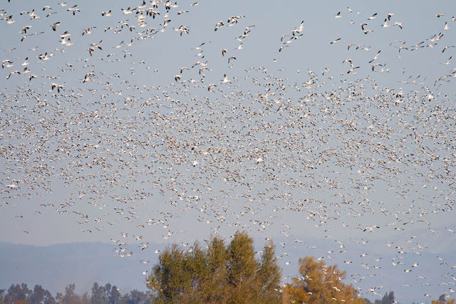 Flock of Snow Geese