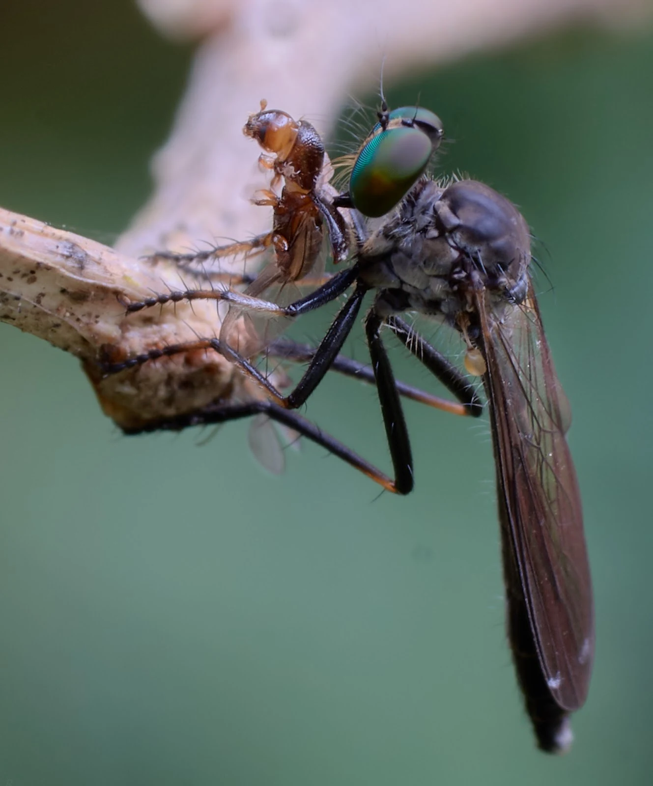 I believe that the Robber Fly is eating a beetle of some sort.