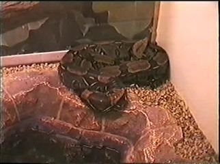 1998.09.09-026 boa constricteur