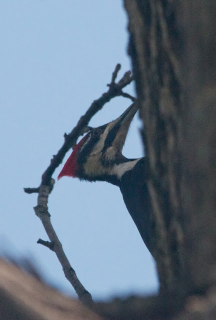 Pileated Woodpecker (Dryocopus pileatus)