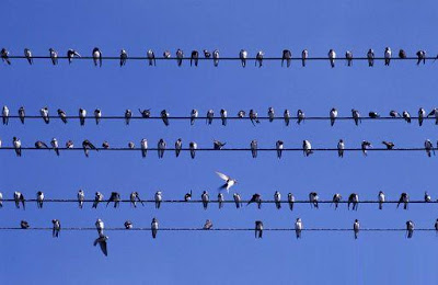 Por Que os pássaros não tomam choque em fios elétricos?