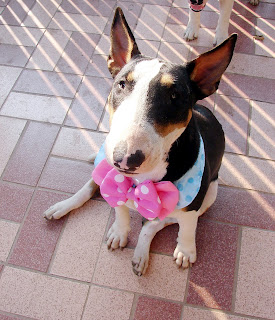 Ribbon Bull Terrier : น้องหมาผูกโบว์  น่ารัก น่ารัก