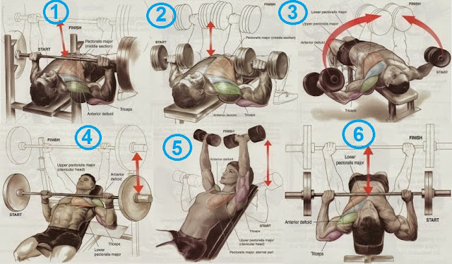 Top 6 Chest workouts you should do