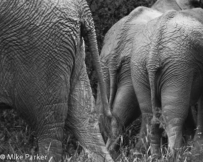 okavango delta photo safari, chiefs island photo workshop, c4 images and safaris, 