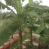 Kebun Pisang Mini