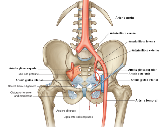 Resultado de imagen de Arteria ilíaca común