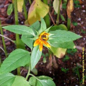 The Second Sunflower Blossom of 2014 ~ JaguarJulie