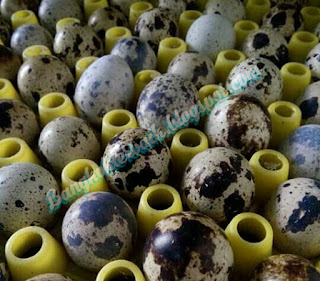  Manfaat pemberian telur puyuh pada ayam aduan