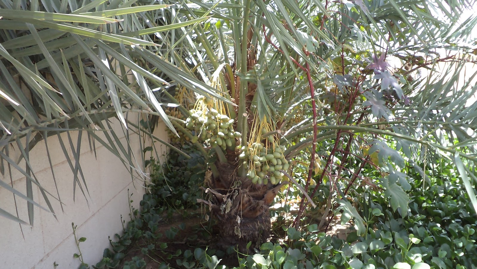 my creation in KSA pohon  kurma  yang sedang berbuah