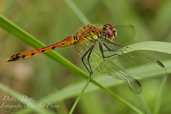 Sumpf-Heidelibelle (Sympetrum depressiusculum)