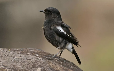 Suara Burung Decu