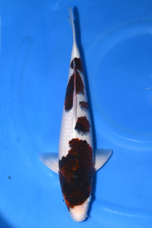 Jual Indukan Koi Budo Goromo (Besar +25cm) Super - DUTA KOI | Jual Ikan