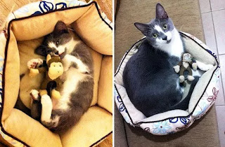 22 fotos adorables de antes y ahora de gatos que crecen con sus juguetes