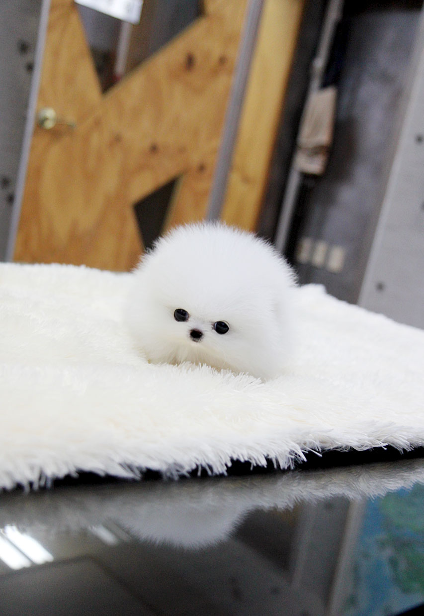 Adorable Teacup White Fluffy Pomeranian Puppies