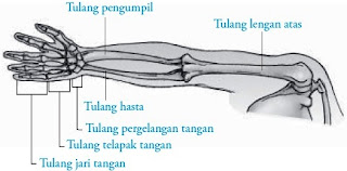  Tulang anggota gerak atas insan terdiri atas tulang pundak  Pintar Pelajaran Tulang Anggota Gerak Atas