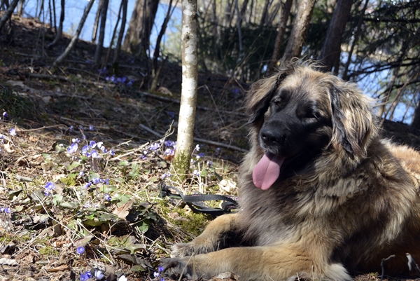 blåveis leonberger