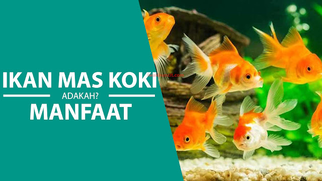 Apa Manfaat Memelihara Ikan Mas Koki?