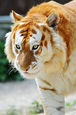 Golden hair tiger