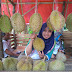 BERBURU DURIAN CIKAKAK SAMPAI NGAKAK DI SUKABUMI.