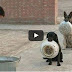 Top 5 Discipline Dogs Videos Compilation