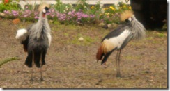 Cranes