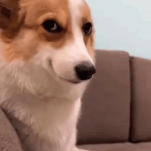 Top 13 Funny Dog Staring Dog GIFs