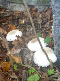 a close up of three white mushrooms growing amongst fallen leaves