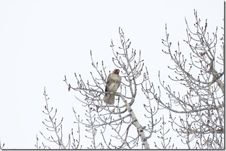 20110310_birding_4510