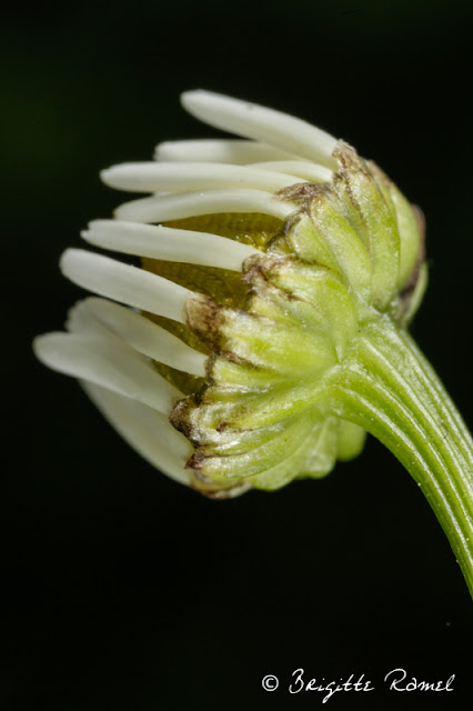 marguerite en bourgeon