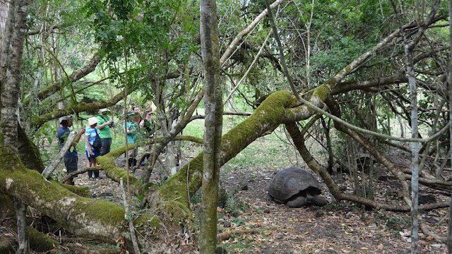 Tortoises Galapagos