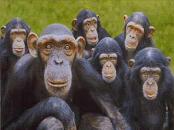 AnimatedAnimals-ElTallerdelabrujaMar-0716