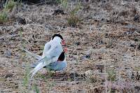 Charrán común (Sterna hirundo - Common Tern)