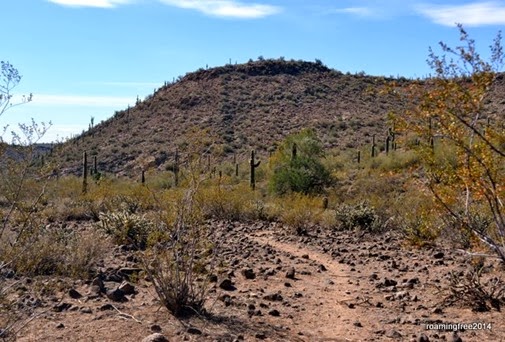 Following a burro trail