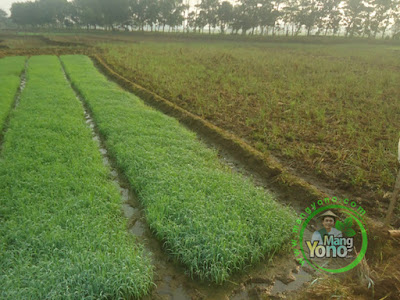 Cara Tradisional Mengetahui pH Tanah Apakah Asam Atau Tidak