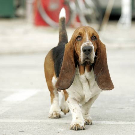 BASSET HOUND