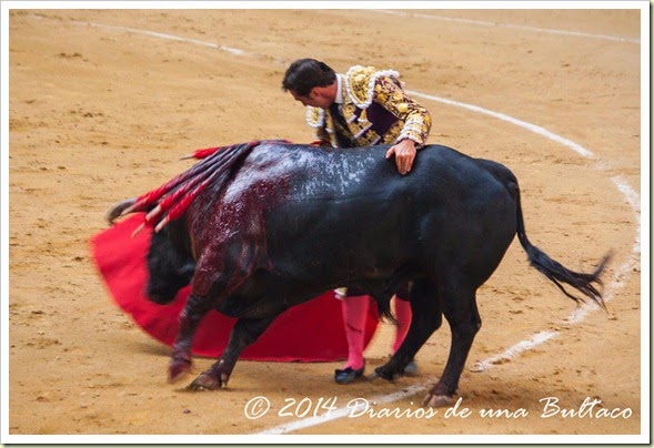 Toros 2014 (1)-19