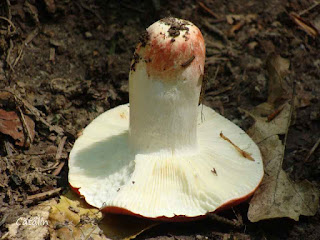 Russula rosea DSC60750