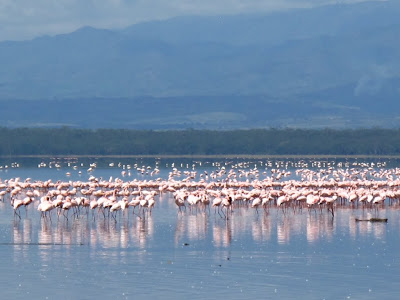 Flamingos at Lake Nakuru