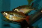 Melanotaenia Trifasciata - RAinbow Fish