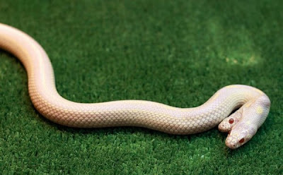 Weird Albino Snake pictures with Two Heads