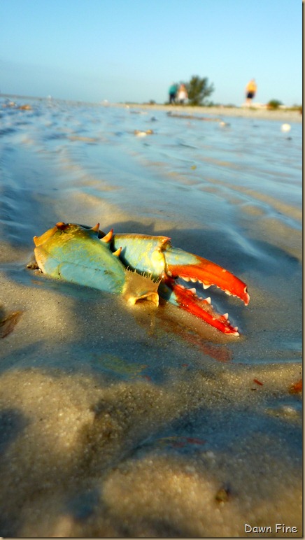 morning sanibel_076