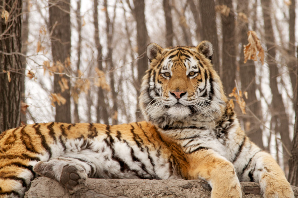 China Is Building A National Park 60% Larger Than Yellowstone To Protect Siberian Tigers