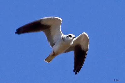 Black-winged Kite