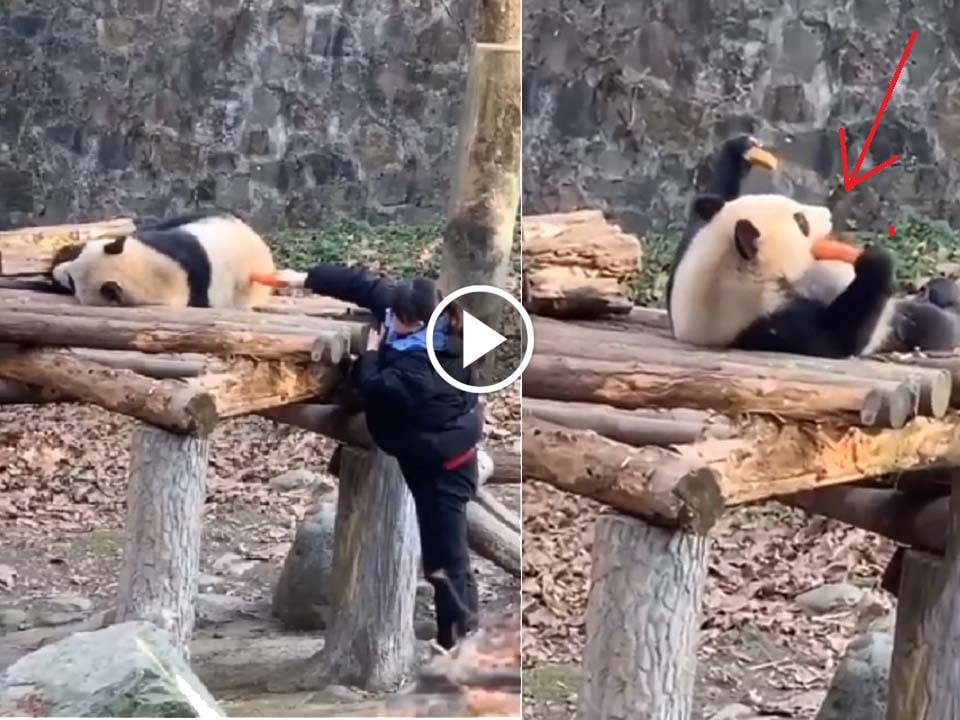 Viral video of a Panda reaction