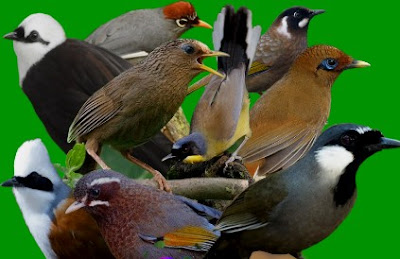 Kumpulan Suara Burung Poksay Mp3 Gacor Durasi Panjang