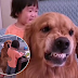 Golden retriever protects little girl as she is being scold by her mother