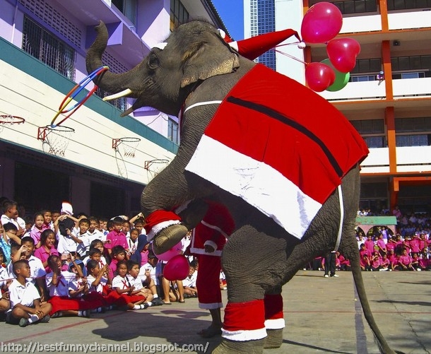 Funny Christmas elephant.  