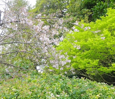 cherry blossoms and Japanese maple