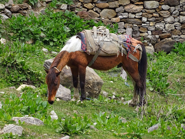 Mule at Khir Ganga