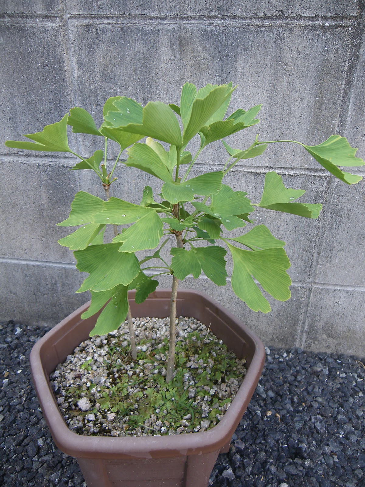 イチョウ 銀杏 の鉢植えの育て方 植え替え編 メダカの大工